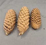 3 Beige Pine Cones