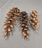 3  Sugar Pine Cones