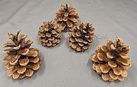 5 Pine Cones