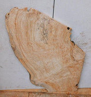 Curly Spalted Maple #1