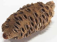 BANKSIA NUT -   Large are typically 9 - 12