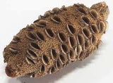 BANKSIA NUT -   Large are typically 9 - 12" overall length and 3" - 4.1/2" in diameter