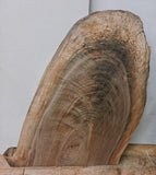 Walnut #3