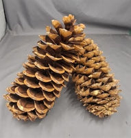 Sugar Pine Cone 11