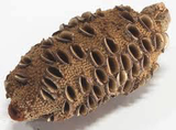 BANKSIA NUTS-Medium are typically 7”-9” overall length and 2.1/2" - 3" diameter.