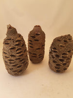 Banksia Pods Stabilized - Various Sizes